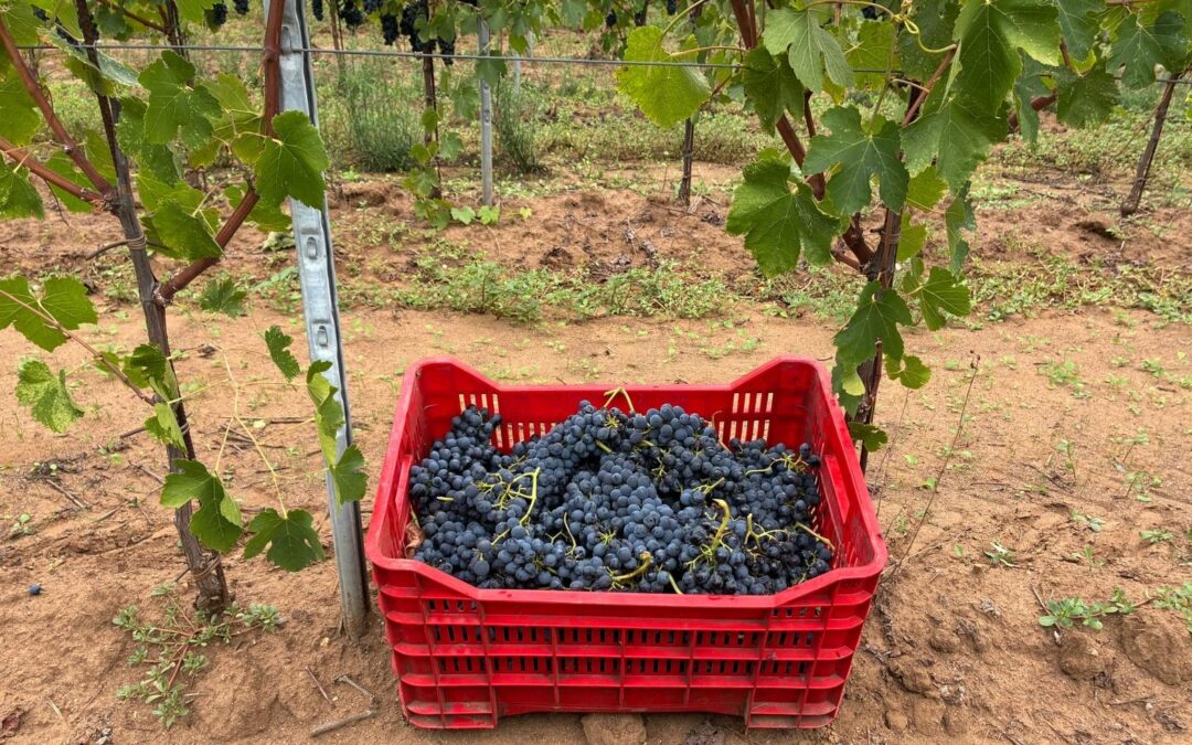 Vendemmia 2026 a LasorgivA